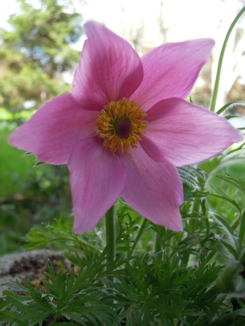 Anemone pulsatilla