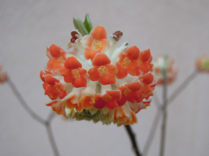 edgeworthia chrysantha akebono