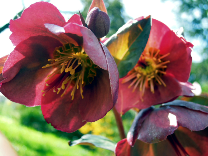 Helleborus (...)