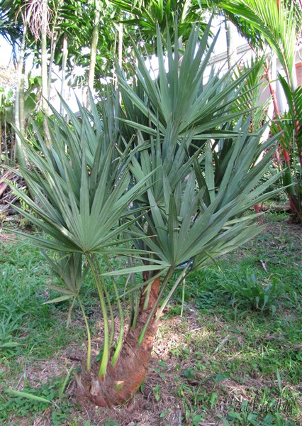 Le Serenoa repens silver, un petit palmier cespiteux au stipe qui se couche sur le sol! Bien sympathique!.jpg
