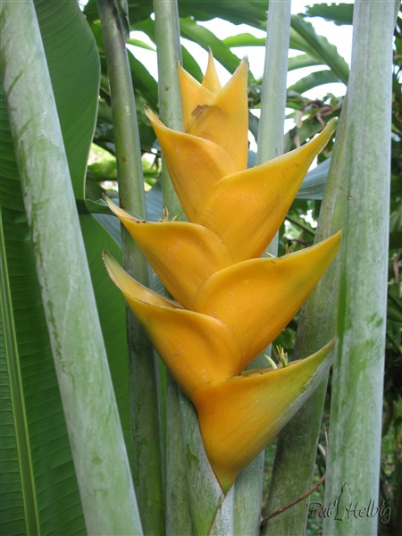 Balisier jaune (Héliconia caribaea); comme les roses de porcelaines leurs rhizomes me tiennent les berges de la ravine!.jpg