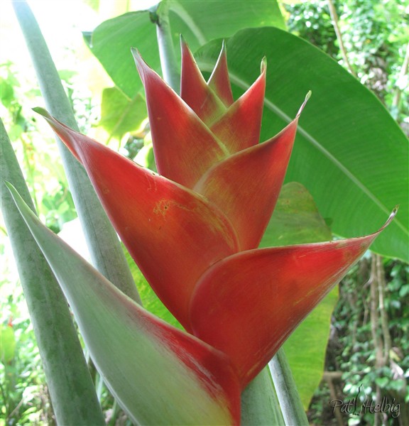 Balisier rouge (Héliconia caribaea), un excellent abreuvoir pour les oiseaux!.jpg