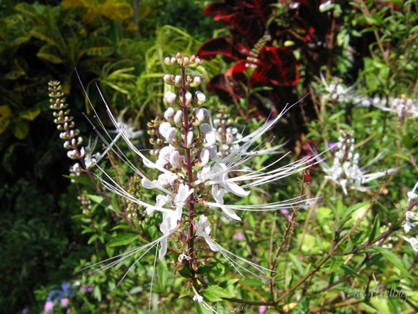Babine chat (orthosiphon aristatus) 10 feuilles en infusion dans 1 l d'eau bouillante contre les calculs rénaux.Je bois le matin mélangé à mon thé.jpg