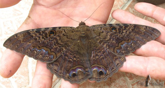 Un papillon de nuit très courant! Des quantités dans mon grenier!.jpg