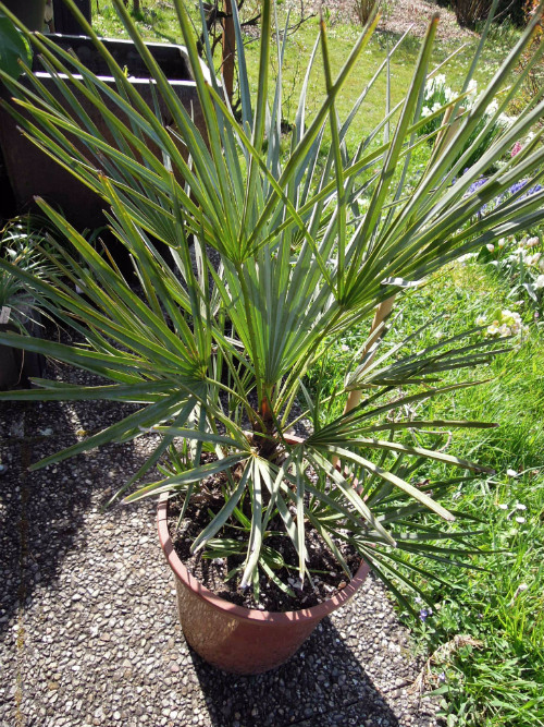 chamaerops humilis cerifera