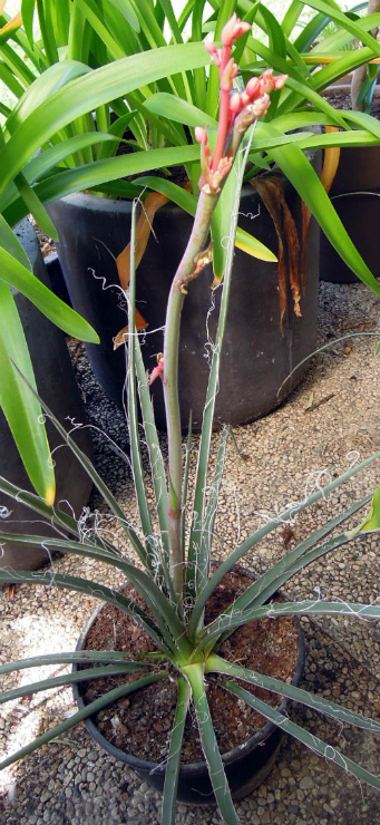 hesperaloe parviflora