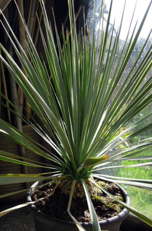 yucca rostrata