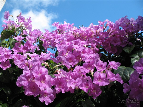 Très florifère cette Bignone (Saritea magnifica) et aussi très vivace!! Je dois la tailler 2 fois par mois afin qu'elle n'envahisse pas le voisin!.jpg