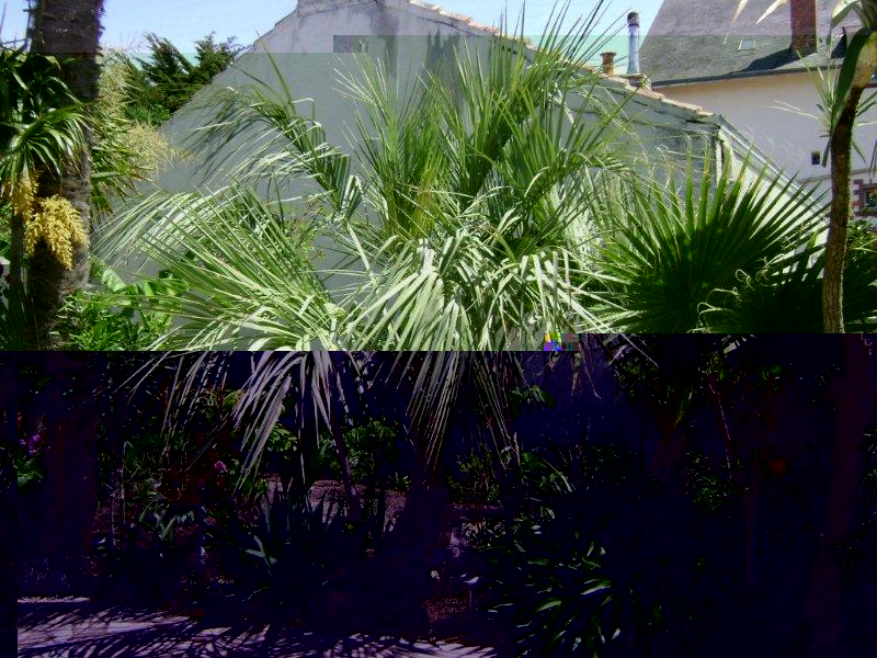Butia capitata chez Joël