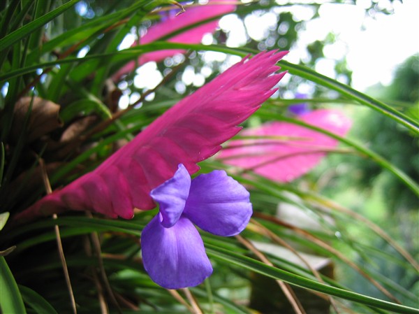 L'inflorescence et la fleur d'une Bromeliacée bien connue sur le tronc d'un avocatier..jpg