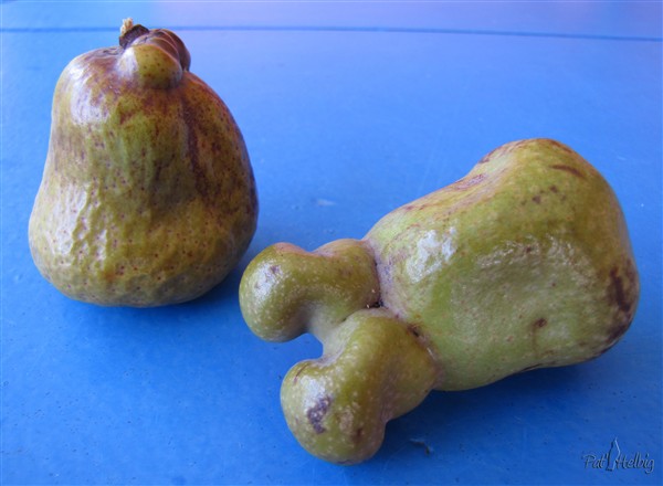 Etranges fruits du Hyphaene coriacea...Devrait se plaire en climat tempéré...Ne proviennent pas de chez moi, le mien n'a pas encore porté..jpg