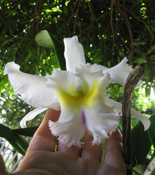 Cette belle orchidée se plaît dans le stipe d'une fougère arborescente (morte) sous l'ombrage d'un avocatier..jpg