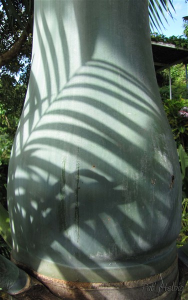 L'art palmique sur le manchon foliaire du Hyophorbe verschaffeltii.jpg