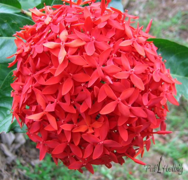 4 L'ixora existe en une quantité de couleurs. Très peu sont odorants; mais quelles couleurs dans le jardin!.jpg