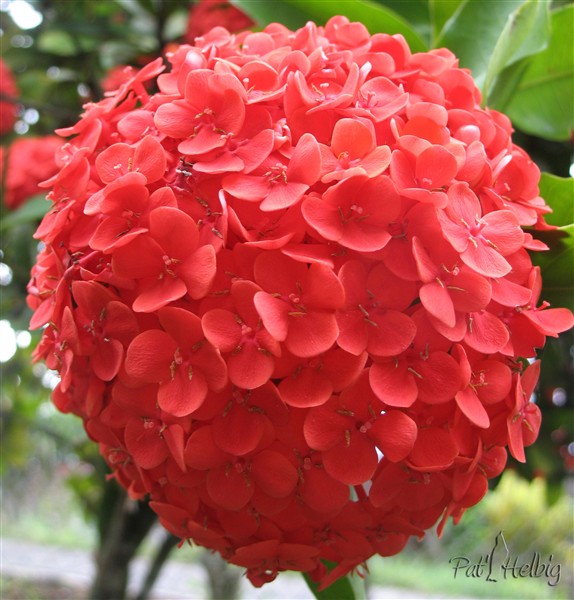 3 L'ixora existe en une quantité de couleurs. Très peu sont odorants; mais quelles couleurs dans le jardin!.jpg