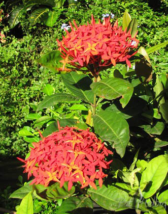 2 L'ixora existe en une quantité de couleurs. Très peu sont odorants; mais quelles couleurs dans le jardin!.jpg