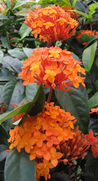 1 L'ixora existe en une  quantité de couleurs. Très peu sont odorants; mais quelles couleurs dans le jardin!.jpg