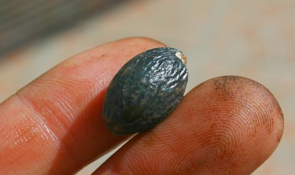 Pris sur un vieux palmier mais petit. Il me faisait penser à un vieux sabal minor qui aurait fait un stipe de 1m50, très boudiné. Il portait plusieurs grapes de fruits couleur bleu turquoise (la couleur à passé depuis)