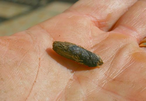 Fruit récupéré sur ce que j'avais identifié comme un Howea forstériana. Le fruit était noir.