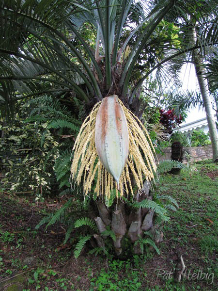 Spathe et inflorescence du Butia capitata.jpg