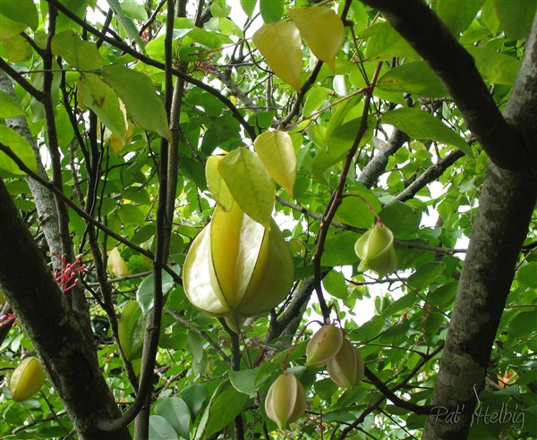 Le carambolier (Averrhoa carambola); Sous son ombrage aucune herbe ne pousse!!.jpg