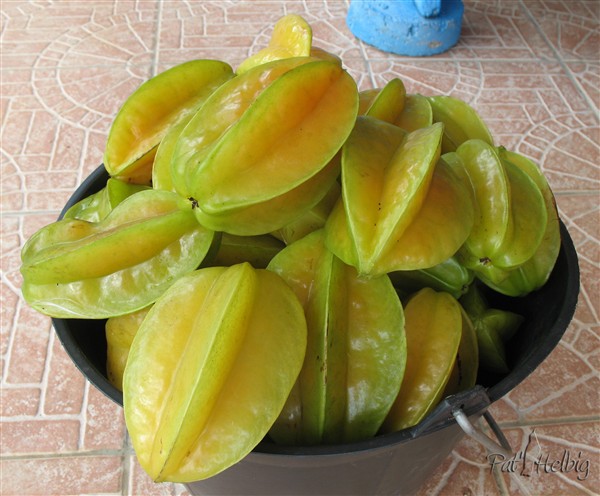La carambole (Averrhoa carambola);je l'utilise pour décorer les salades de tomates et comcombres (forme d'étoile). Le jus est délicieux!.jpg