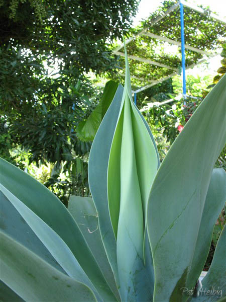 L'agave attenuata, donnée par une amie de métropole, se plaît bien à la Martinque. Pas d'épine, le pied!! Et quelles teintes!.jpg