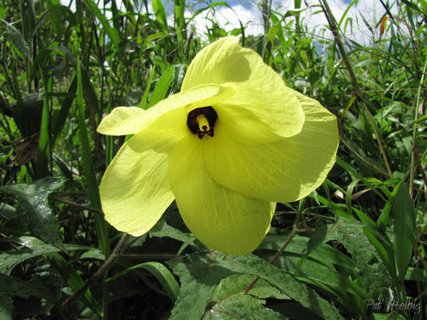 L'ambrette (Hibiscus abelmoschus),pousse spontanément; elle était cultivée pour la récolte de ses graines exportées pour la parfumerie..jpg