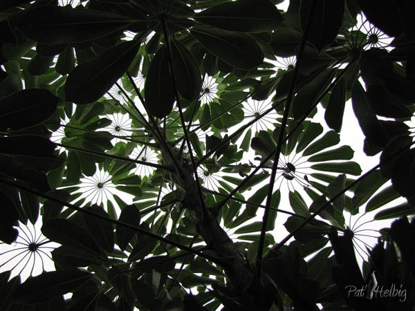 La frondaison de l'arbre pieuvre (Schefflera actinofyla). Cette arbre vivace a pris racines dans les fentes du béton avant que je le plante!!!.jpg