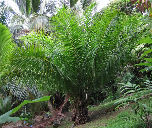 Quelle belle allure l'Elaeis guinensis encore jeune! J'ai planté son cousin américain il y a 1 an (Elaeis oleifera) Il sera plus élégant..jpg