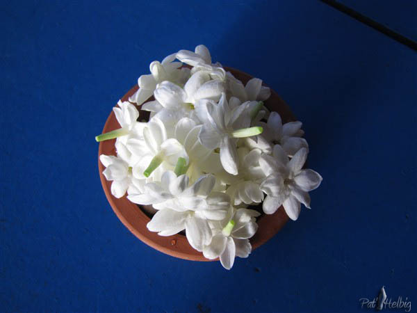 Le jasmin sambac (Jasminum sambac) Je ceuille les fleurs que je mets sur la table le matin pour leur délicat parfum et aussi dans mon thé..jpg