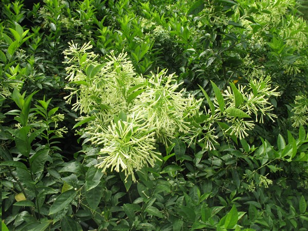 Le jasmin de nuit (Cestrum nocturnum) commence à dégager son parfum puissant à la tombée de la nuit. Ne pas placer trop près de la maison....jpg