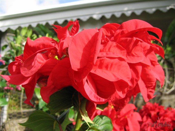 6 mois rouge triple  (euphorbia pulcherrima).(boutures de la Réunion). Les bractées se mettent en couleur durant les jours courts!(photosynthèse).jpg