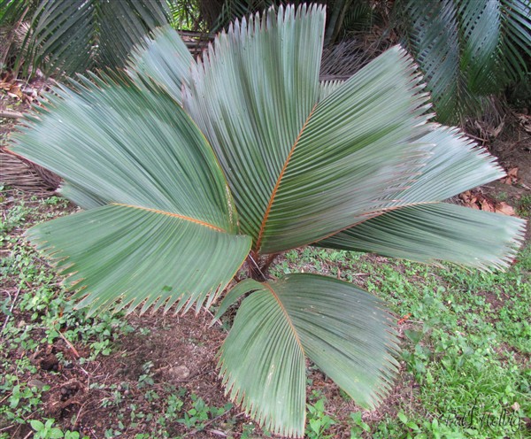 Phoenicophorium  borsigianum que j'ai placé non loin du Pelagodoxa h . Un air de ressemblance mis à part les épines qui disparaîtrons....jpg