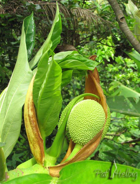 Un jeune fruit à pain encore au berceau!!.jpg