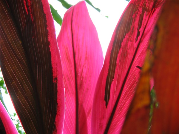Le roseau des Indes très coloré(cordyline fructicosa) borde les routes de certaines communes du nord de l'île.jpg