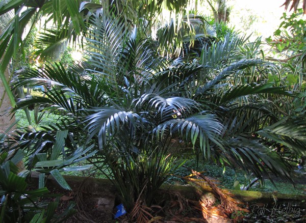 Le Petit Chamaedorea cataractarum est magnifique avec ses palmes vernissées vert foncé!.jpg