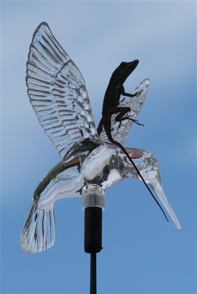 La première fois que je chevauche un colibri et qui change de couleur la nuit!!-Colibri que l'on m'a offert.jpg