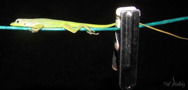 La nuit l'anolis dort là ou il veut!.jpg