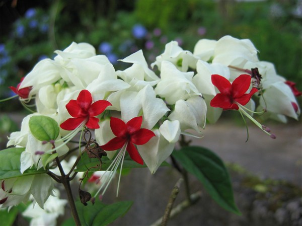 Coeur de Marie (Clerodendrum thomsonae) fleurs rouges et bractées blanches.jpg