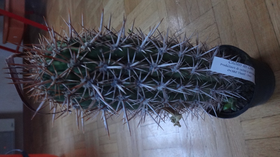 Trichocereus litoralis