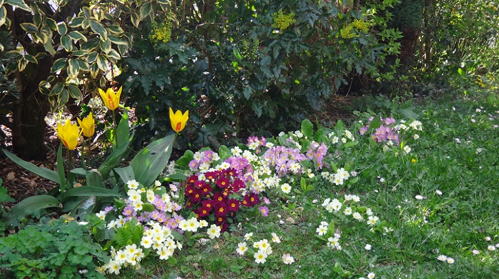 Parterre de Fleurs de printemps