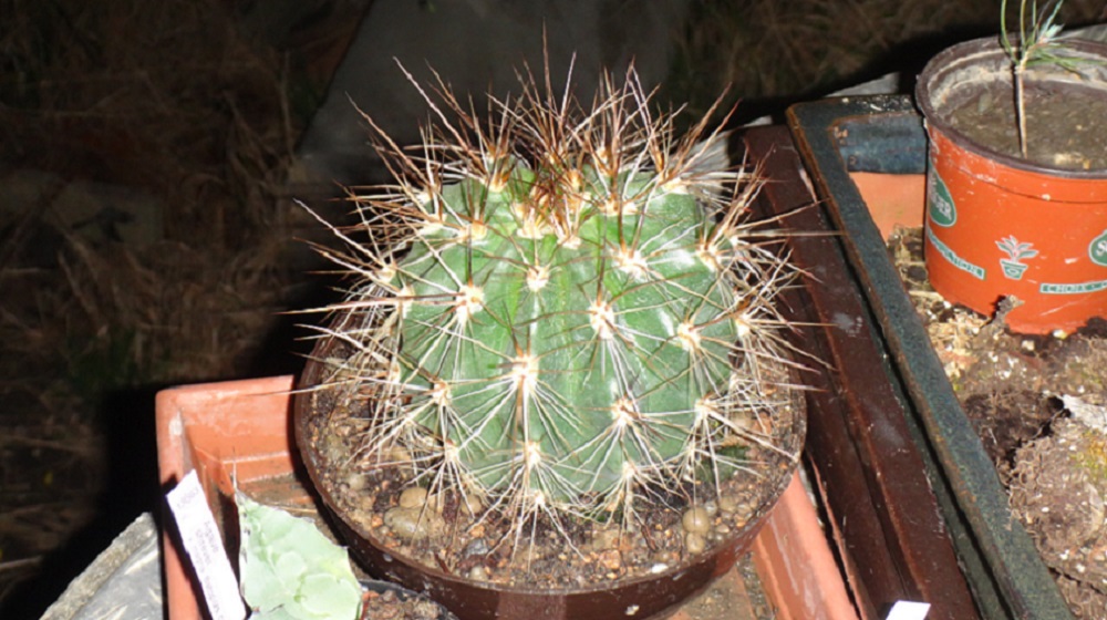 Trichocereus formosus