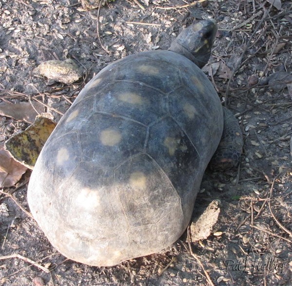 Les tortues molokoï (endémiques de l'Amérique du sud et des Caraïbes) vivent à plusieurs dans un terrier. Il en reste un peu dans la nature....jpg