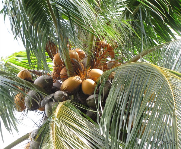 Le cocotier (Cocos nucifera). Il existe des variétés à noix vertes, jaunes,  oranges, marrons et plus ou moins grosses..jpg