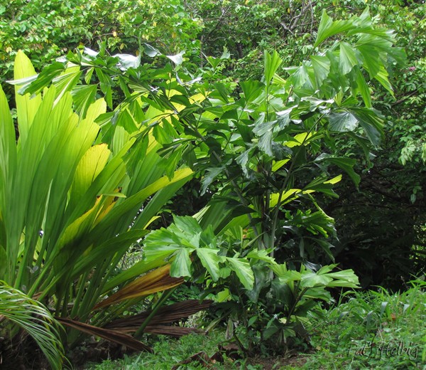 Le Caryota mitis variegata. L'amie qui me l'a donné a obtenu une dizaine de plants panachés et les autres vert sur 200 graines de cette variété....jpg