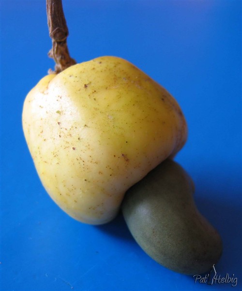 La pomme-noix ou noix de cajou (Anacardium occidentale). Fruit dont on fait du jus et noix( à l'envellope caustique!!) qu'il faut faire griller!.jpg