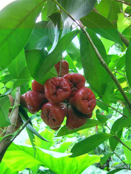 La pomme malacca (Sygyzium samarangense) très rafraîchissante et sans noyau!.jpg