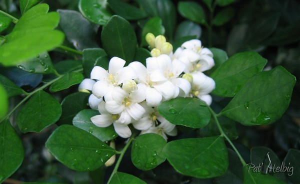 inflorescence du buis de Chine, au parfum délicat (Muraya paniculata) et dont on utilise les branches pour les compositions florales.jpg