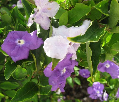 -Yesterday to day to morrow- dont les fleurs parfumées passent par 3 couleurs sur 3 jours!(Brunfelsia latifolia).jpg